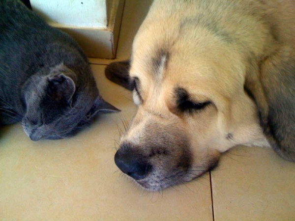 Friends dreaming... Laska del Dharmapuri and friend 
Gonzales Del Dharmapuri X Fany de Fuentemimbre
Born: 18.10.2007 
Keywords: laska pets