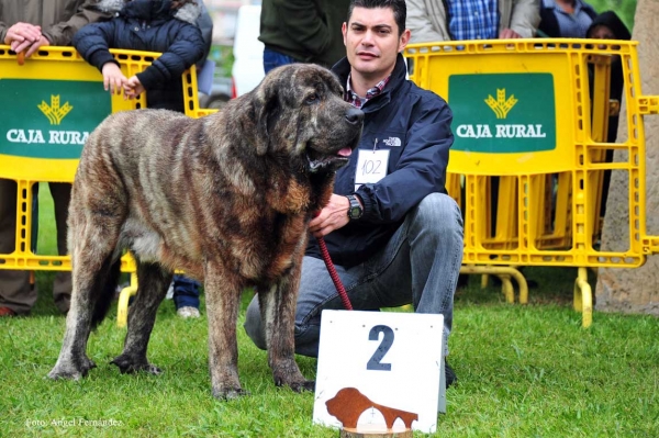 Gilbo de Ablanera: EXC 2 - Intermedia Machos, Arriondas, Asturias 19.05.2012
Keywords: 2012 ablanera