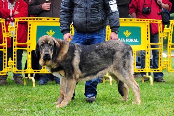 Christal de la Portiecha: MB 1 - Cachorros Hembras, Arriondas, Asturias 19.05.2012
Keywords: 2012 portiecha