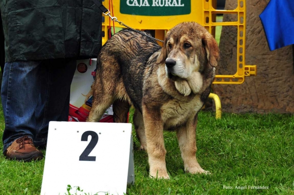 Flaca de Tierra de Órbigo: MB 2 - Muy Cachorros Hembras, Arriondas, Asturias 19.05.2012
Keywords: 2012 tierraorbigo