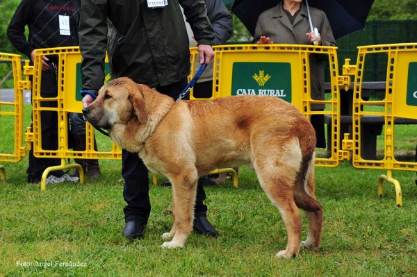 Grandoso de las Cañadas: MB 4 - Cachorros Machos, Arriondas, Asturias 19.05.2012
Keywords: 2012 canadas