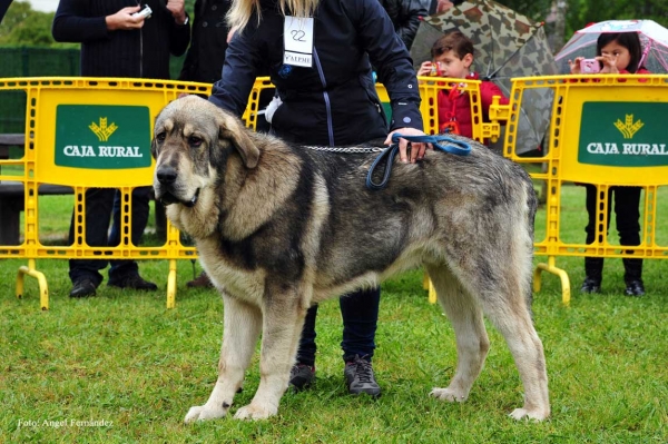 Sardón de la Portiecha: MB 1, Mejor Cachorro - Cachorros Machos, Arriondas, Asturias 19.05.2012
Keywords: 2012 porticha