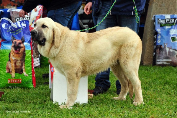 Bety: MB 3 - Cachorros Hembras, Arriondas, Asturias 19.05.2012
Keywords: 2012