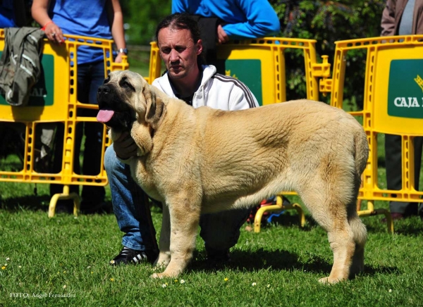 Flor de Toranzo: VG 1ª - Puppies Females, Arriondas, Asturias, Spain 04.05.2013 
Keywords: 2013 toranzo