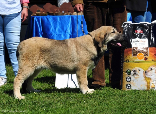 Toga de Fuente Mimbre: VG 1ª - Young Puppies Females - Arriondas, Asturias, Spain 04.05.2013
Keywords: 2013