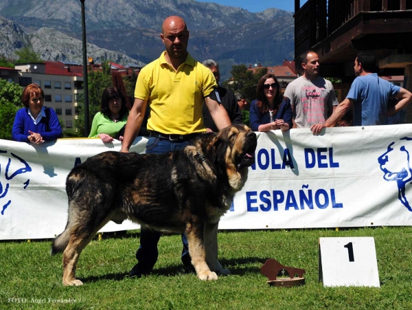 Tango de Filandón: EXC 1 - Champions Males, Arriondas, Asturias, Spain 04.05.2013
Kľúčové slová: 2013 filandon