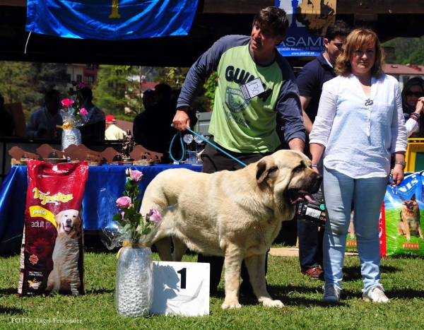 Pluto de Loredo: EXC 1º (and Best Male) - Open Males, Arriondas, Asturias, Spain 04.05.2013
Keywords: 2013 loredo