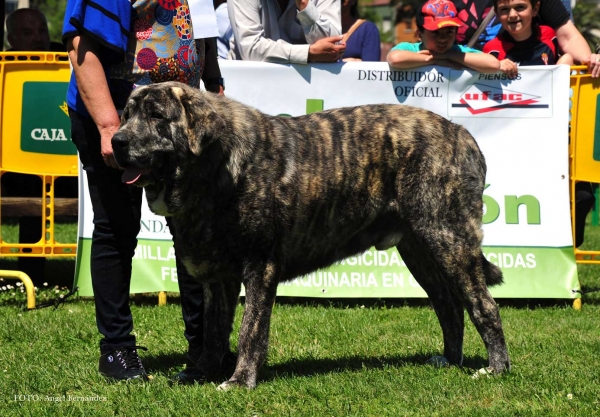 Morfeo de Fonte Xunguera: EXC 1º - Intermediate Males, Arriondas, Asturias, Spain 04.05.2013
Keywords: 2013 fontexunguera