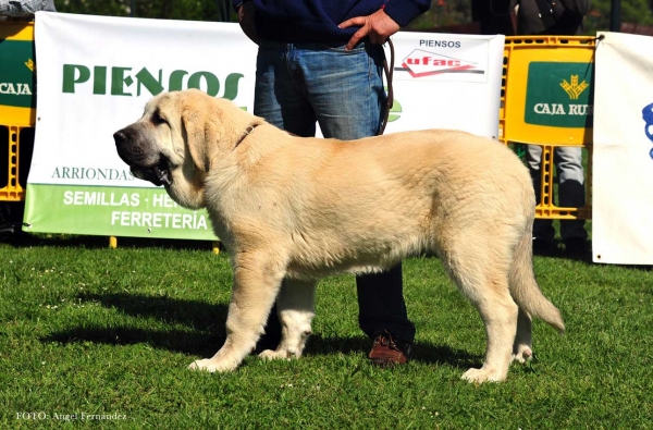 Dante Stick de Lunava: 1º - Young Puppies Males - Arriondas, Asturias, Spain 04.05.2013
Keywords: 2013 lunava