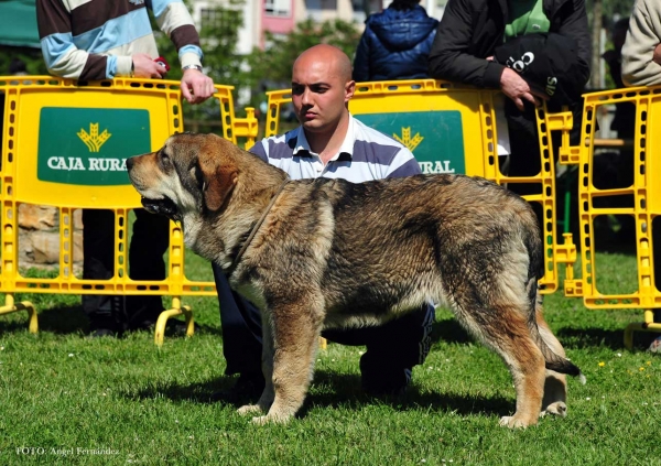 Argo de Filandón: VG 1º (& Best Puppy) - Puppies Males, Arriondas, Asturias, Spain 04.05.2013
Keywords: 2013 filandon