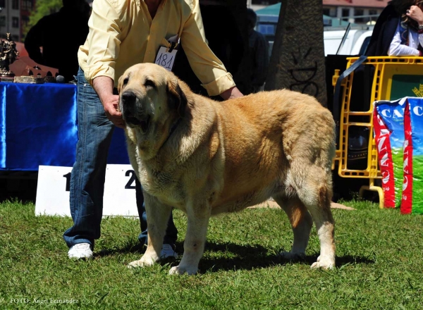 Bimba de Autocan: EXC 2ª - Open Females, Arriondas, Asturias, Spain 04.05.2013
Keywords: 2013 autocan