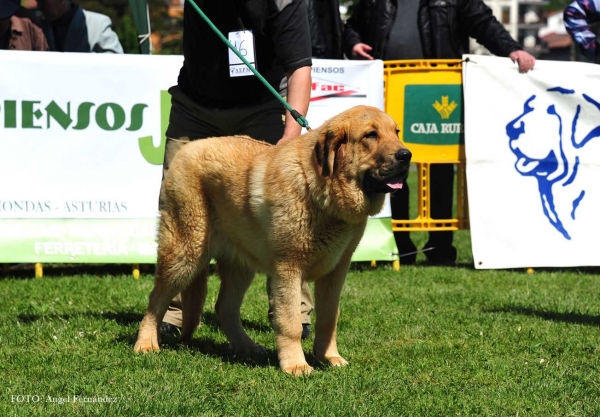 Tartuca de Fuente Mimbre: VG 2ª - Puppies Females, Arriondas, Asturias, Spain 04.05.2013 
Keywords: 2013