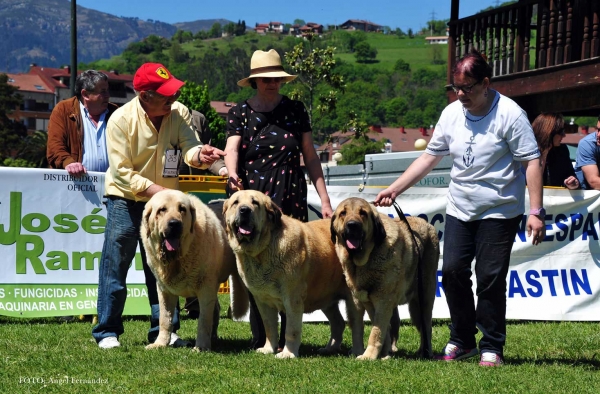 Autocan: 2º - Breeding Group, Arriondas, Asturias, Spain 04.05.2013
Keywords: 2013 autocan