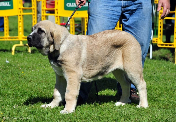 Fargo de La Calella de Otur: 2º - Young Puppies Males - Arriondas, Asturias, Spain 04.05.2013
Keywords: 2013