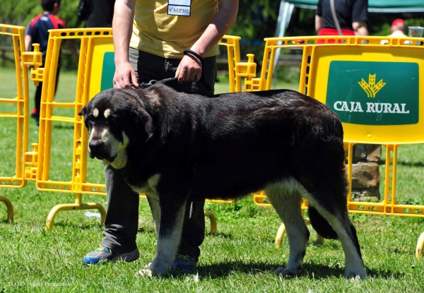 Cleo de Montañes de Laviana: EXC 3ª - Intermediate Females, Arriondas, Asturias, Spain 04.05.2013 
Keywords: 2013