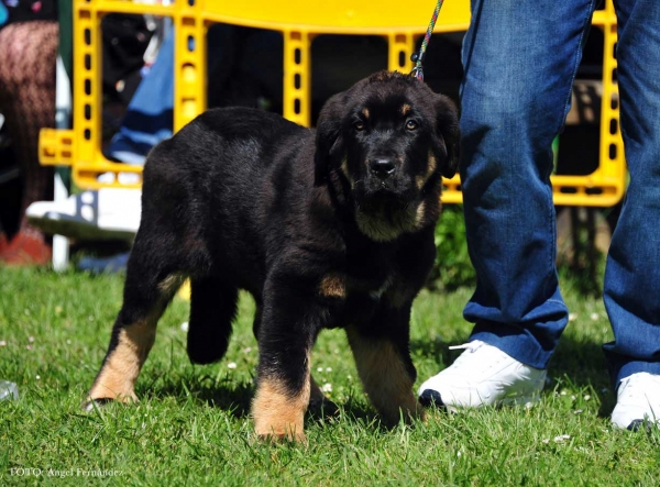 Daga de Filandón: 3ª - Young Puppies Females - Arriondas, Asturias, Spain 04.05.2013
Ключови думи: 2013 filandon