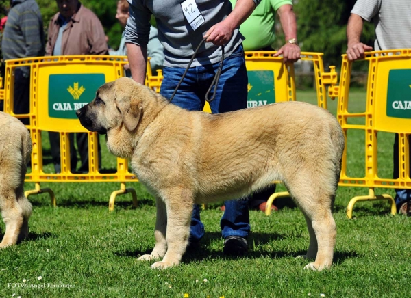 Ginebra de Toranzo: VG 3ª - Puppies Females, Arriondas, Asturias, Spain 04.05.2013 
Keywords: 2013 toranzo