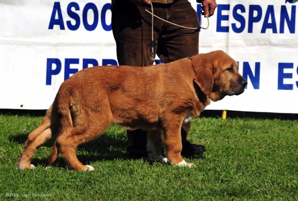 Fulton de La Calella de Otur: 3º - Young Puppies Males - Arriondas, Asturias, Spain 04.05.2013
Keywords: 2013 calellaotur