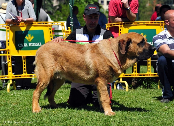 Oso de Montes del Pardo: EXC 3º - Young Males, Arriondas, Asturias, Spain 04.05.2013 
Keywords: 2013 pardo