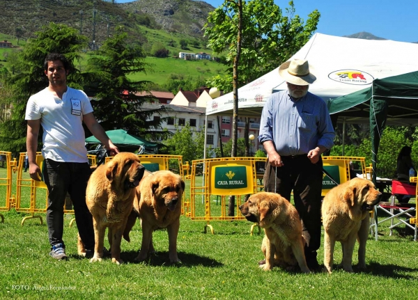 Tierra de Órbigo: 3º - Breeding Group, Arriondas, Asturias, Spain 04.05.2013
Keywords: 2013 tierradeorbigo