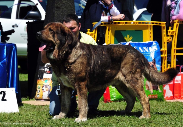 Tristan V de Babia: EXC 3º - Open Males, Arriondas, Asturias, Spain 04.05.2013
Keywords: 2013