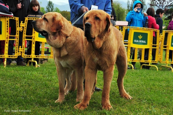 4. Bronce y Africa do Chan do Cereixo - Parejas, Arriondas, Asturias 19.05.2012 
Keywords: 2012 cereixo