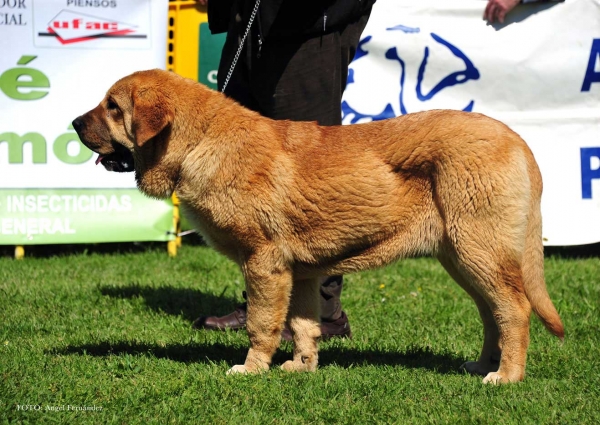 Fresca de Tierra de Órbigo: VG 4ª - Puppies Females, Arriondas, Asturias, Spain 04.05.2013 
Keywords: 2013 tierradeorbigo