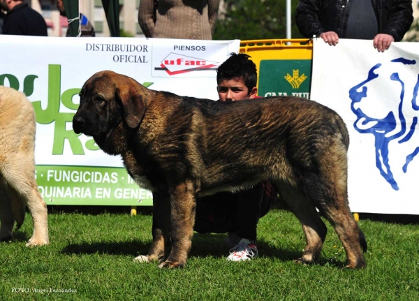 Milano de Fuente Mimbre: VG 4º - Puppies Males, Arriondas, Asturias, Spain 04.05.2013
Keywords: 2013