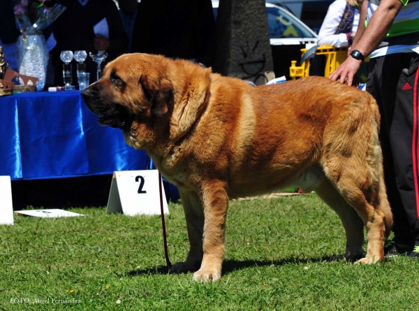 Tango de Amdece de Nava: EXC 4º - Open Males, Arriondas, Asturias, Spain 04.05.2013
Keywords: 2013 amdece