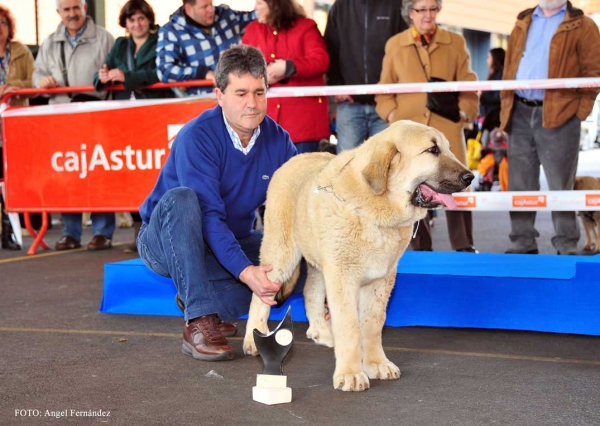 Beón de Guadamía: MB 2º - Cachorros Machos, Aviles 30.03.2013
Keywords: 2013 guadamia