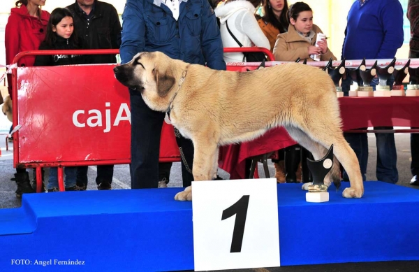 Brisa de Guadamía: MB 1ª, Mejor Cachorro - Cachorros Hembras, Aviles 30.03.2013
Keywords: 2013 guadami­a