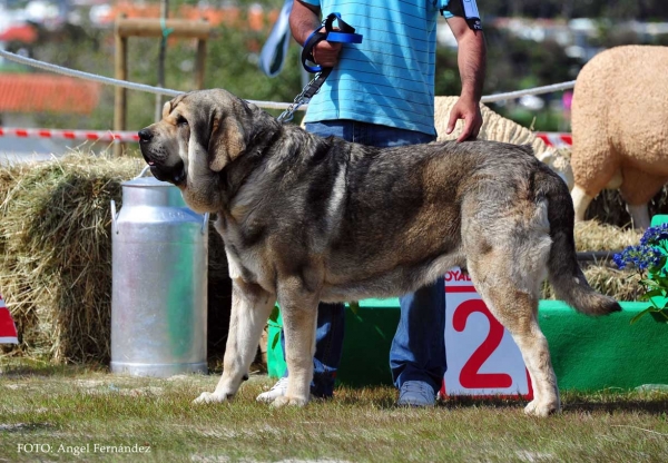 Navarro del Valle Pisueña: Exc -  Open Class Males, Loredo, Cantabria, Spain 29.06.2013
Keywords: 2013