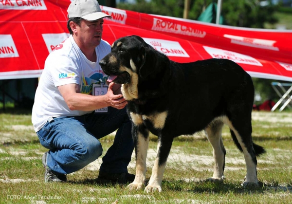 Eboli de Tierra de Orbigo: Exc1º - Intermediate Class Females, Loredo, Cantabria, Spain 29.06.2013
Keywords: 2013 tierraorbigo