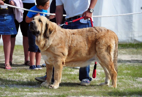 Conga de Montes del Pardo: Exc 1º, BEST FEMALE - Open Class Females, Loredo, Cantabria, Spain 29.06.2013
Keywords: 2013 pardo