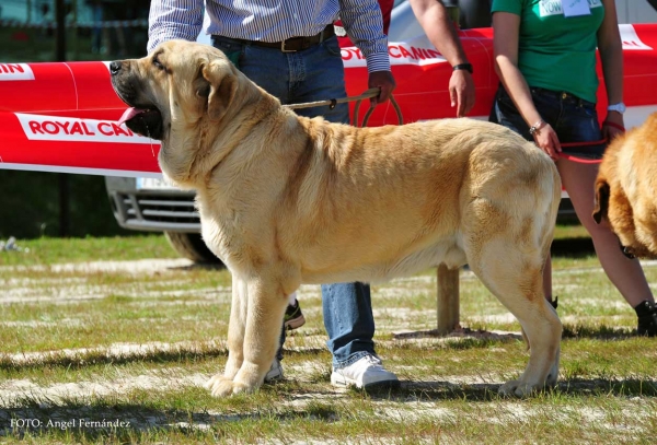 Yamanko de Fonteferra. Exc.1º, BEST MALE, BIS - Open Class Males, Loredo, Cantabria, Spain 29.06.2013
Keywords: 2013