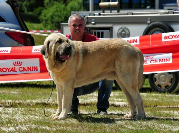 Athos del Valle Pisueña: Exc.1º, BEST YOUNG - Young Class Males, Loredo, Cabtabria, Spain 29.06.2013
Keywords: 2013 pisuena