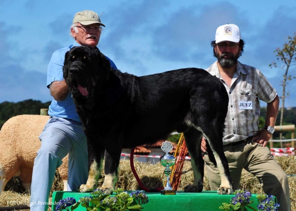 Mephisto de Montes del Pardo: Exc.1º - Intermediate Class Males, Loredo, Cantabria, Spain 29.06.2013
Keywords: 2013 pardo