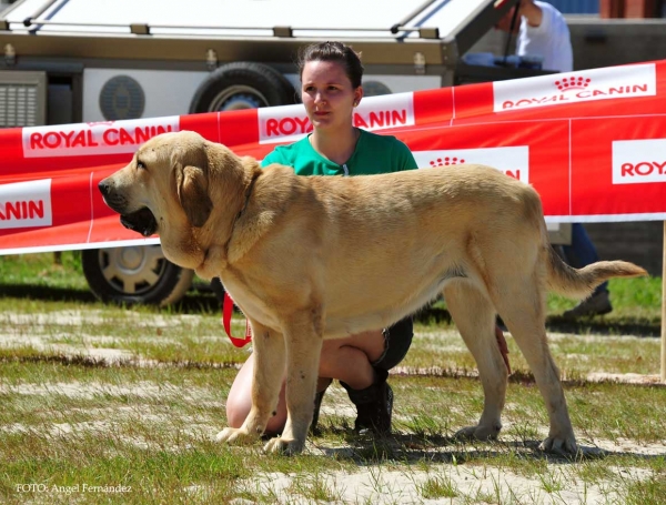 Atenea I de Montes del Pardo: Exc.2º - Young Class Females, Loredo, Cabtabria, Spain 29.06.2013
Keywords: 2013 pardo