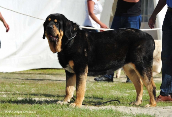 Duna Negra de Puerto Canencia: Exc 2º - Open Class Females, Loredo, Cantabria, Spain 29.06.2013
Keywords: 2013 canencia