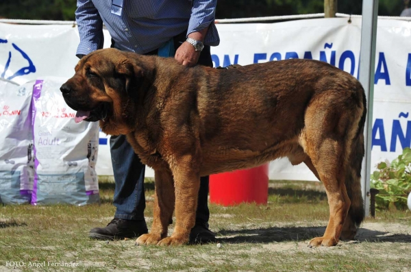 Ciro de Tierra de Orbigo: Exc.3º - Open Class Males, Loredo, Cantabria, Spain 29.06.2013
Keywords: 2013