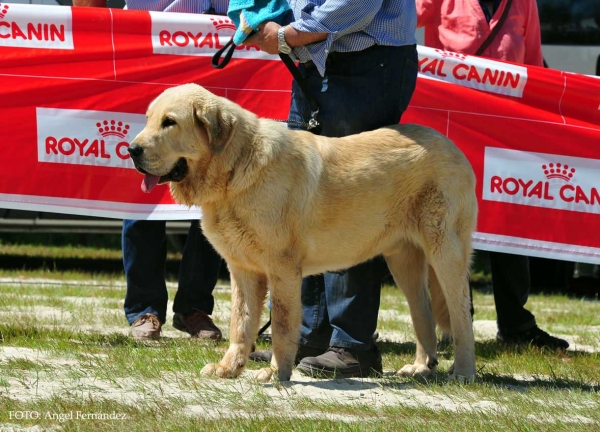 Freddy de Tierra de Orbigo: Exc.3º - Young Class Males, Loredo, Cabtabria, Spain 29.06.2013
Keywords: 2013 tierradeorbigo