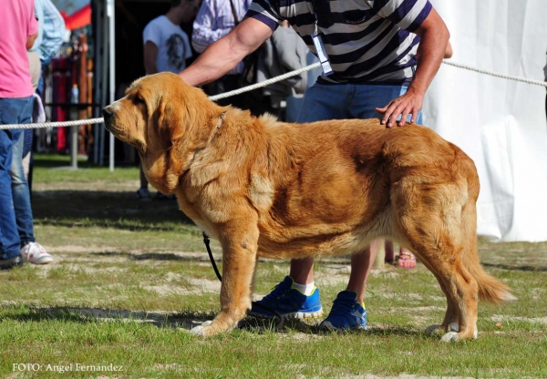 Agua del Hontanar: Exc 5º - Open Class Females, Loredo, Cantabria, Spain 29.06.2013
Keywords: 2013