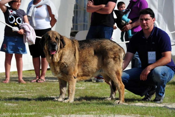 Duma de Reciecho: Exc 6º - Open Class Females, Loredo, Cantabria, Spain 29.06.2013
Keywords: 2013