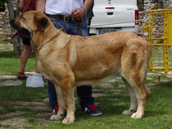 Tosca de Montañas Lav..: EXC, Open Class Females, Cangas de Onis, Asturias, Spain 05.07.2014
Keywords: 2014