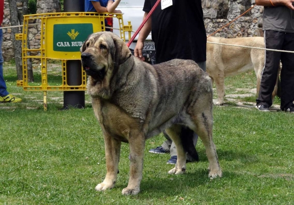 Quinta de Fuentemimbre: EXC 1, BIS - Open Class Females, Cangas de Onis, Asturias, Spain 05.07.2014
Keywords: 2014 fuentemimbre