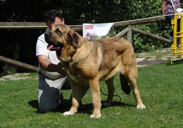 Flora de La Calella de Otur: EXC 1, Best Junior - Junior Class Females, Cangas de Onis, Asturias, Spain 05.07.2014
Keywords: 2014