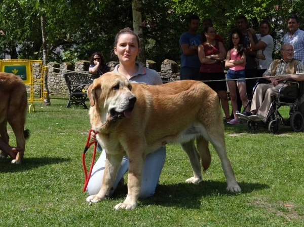 Kimbo Tornado Erben: EXC 1, Junior Class Males, Cangas de Onis, Asturias, Spain 05.07.2014
Keywords: 2014