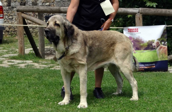 Locky de Fonte Xunquera: EXC 1, Intermediate Class MAles, Cangas de Onis, Asturias, Spain 05.07.2014
Keywords: 2014