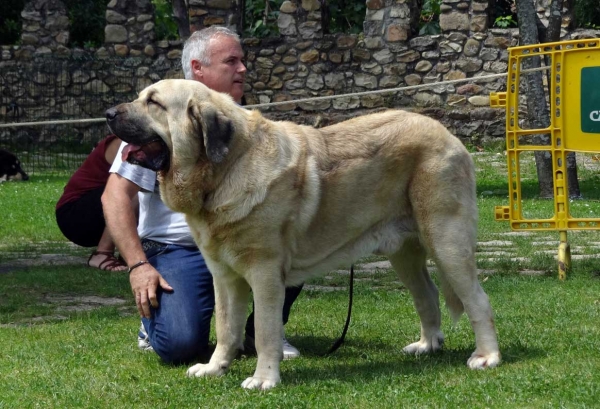 Athos de Valle del Pisueña: EXC 1, Best Male, open Class Males, Cangas de Onis, Asturias, Spain 05.07.2014
Keywords: 2014 pisuena