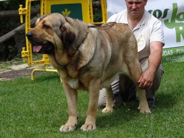 Bea de La Calella de Otur: EXC 2, Open Class Females, Cangas de Onis, Asturias, Spain 05.07.2014
Keywords: 2014